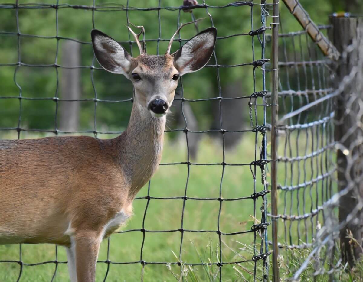 Rehe im Garten loswerden Adéquat