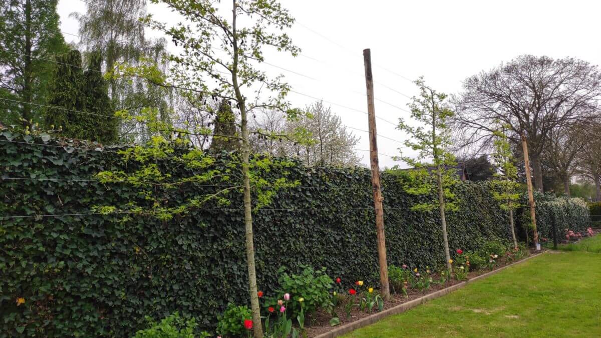 Spalierbäume Holzpfähle 6 Meter lang: Kastanienpfähle