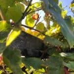 En vinranke fastgør sig hurtigt til en stav af kastanjetræ