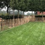 Fransk kastanjehegn 80 cm Adequat