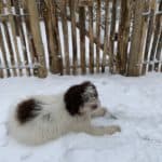 Frans Schapenhek 80 cm Adequat