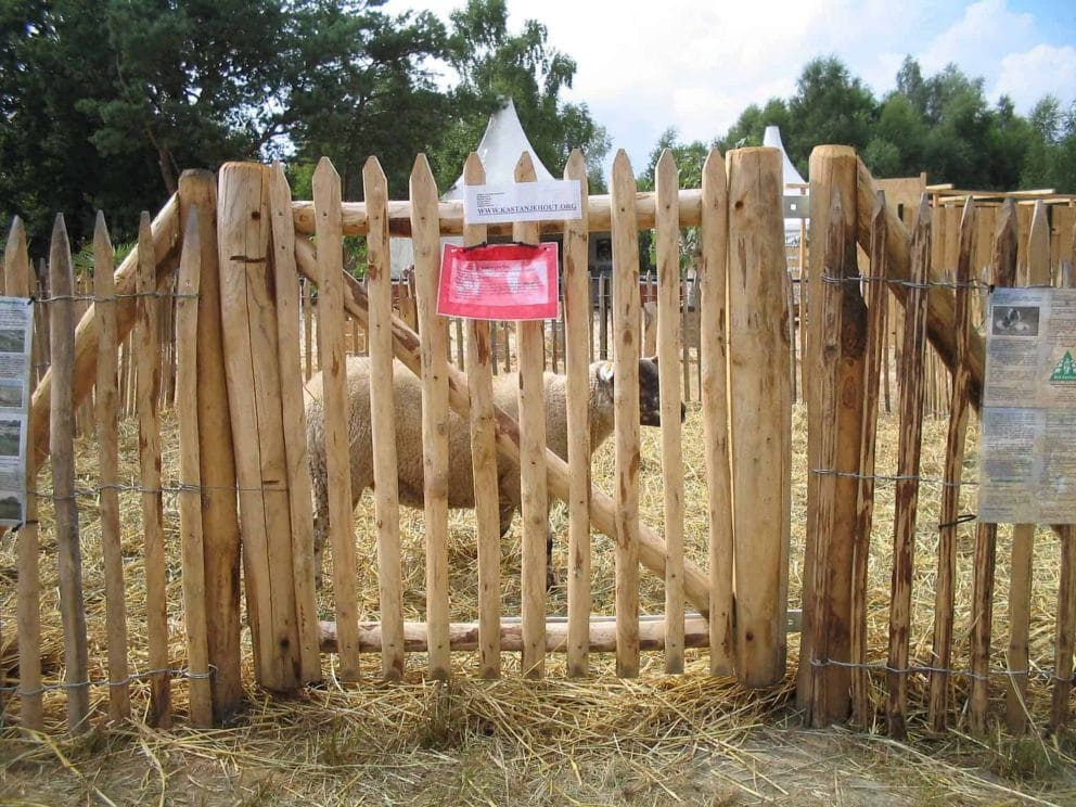 Franse rondhoutpoort van kastanjehout van 100 cm hoog en 100 cm breed bevestigd aan een schapenhek omheining van 100 cm hoog met in de omheining een schaapje.