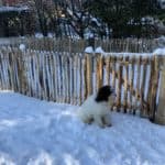 Frans schapenhek van 80 cm hoog met een latafstand van 4 cm en een franse rondhoutpoort van 80 cm bij 80 cm in een tuin met heel veel sneeuw en een hond