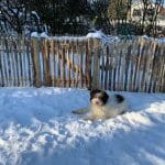 Frans schapenhek van 80 cm hoog met een latafstand van 4 cm en een franse rondhoutpoort van 80 cm bij 80 cm in een tuin met heel veel sneeuw en een hond