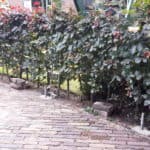 Pergola maken | Adéquat