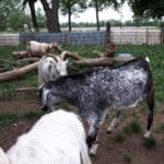 Frans Schapenhek 100 cm Adequat