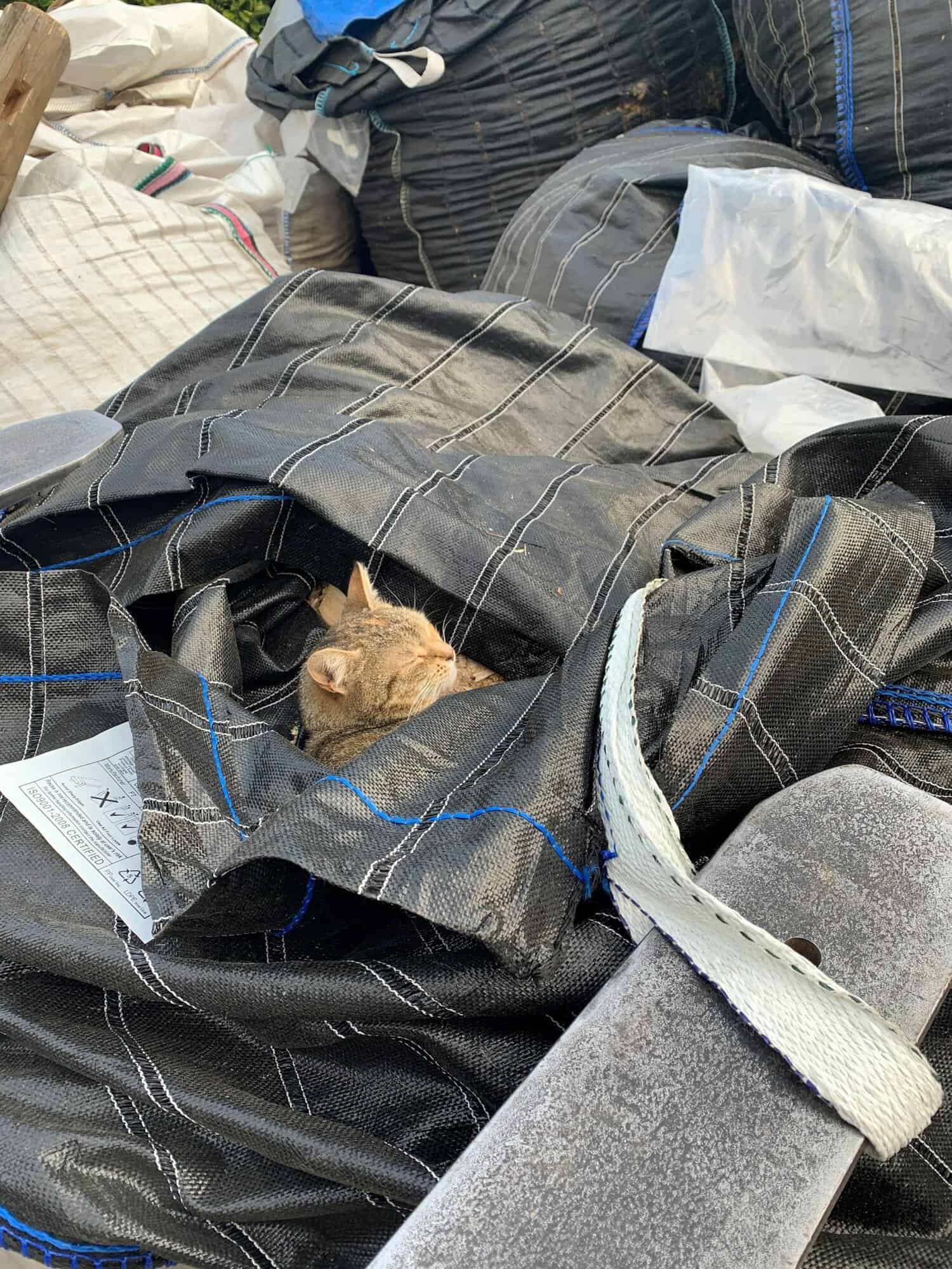 De kat krabt de krullen... Adéquat