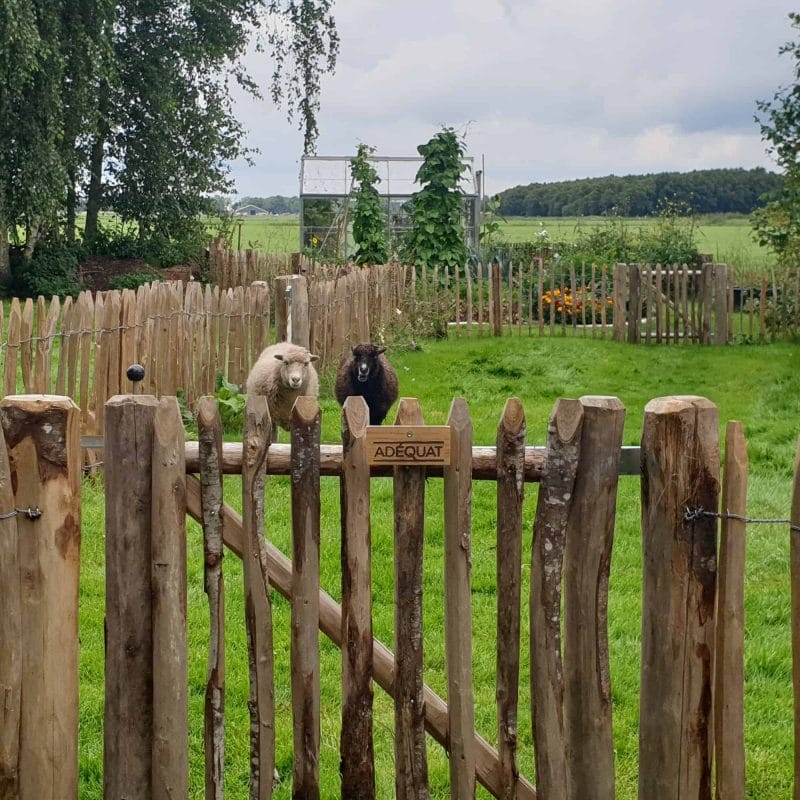 Franse rondhoutpoort van 80 cm bij 80 cm als doorgang bij een schapenweide met afrasterig van schapenhek