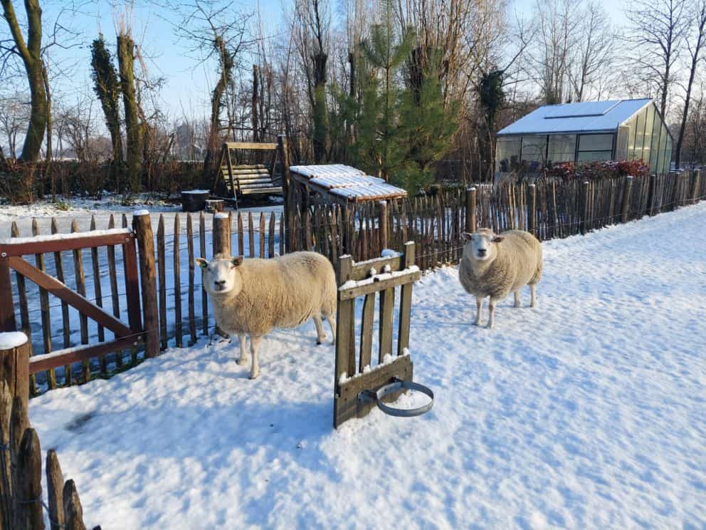 Frans schapenhek van kastanjehout met een hoogte van 100 cm en een latafstand van 6 cm met een raamwerkpoort van 100cm breed en 100 cm hoog