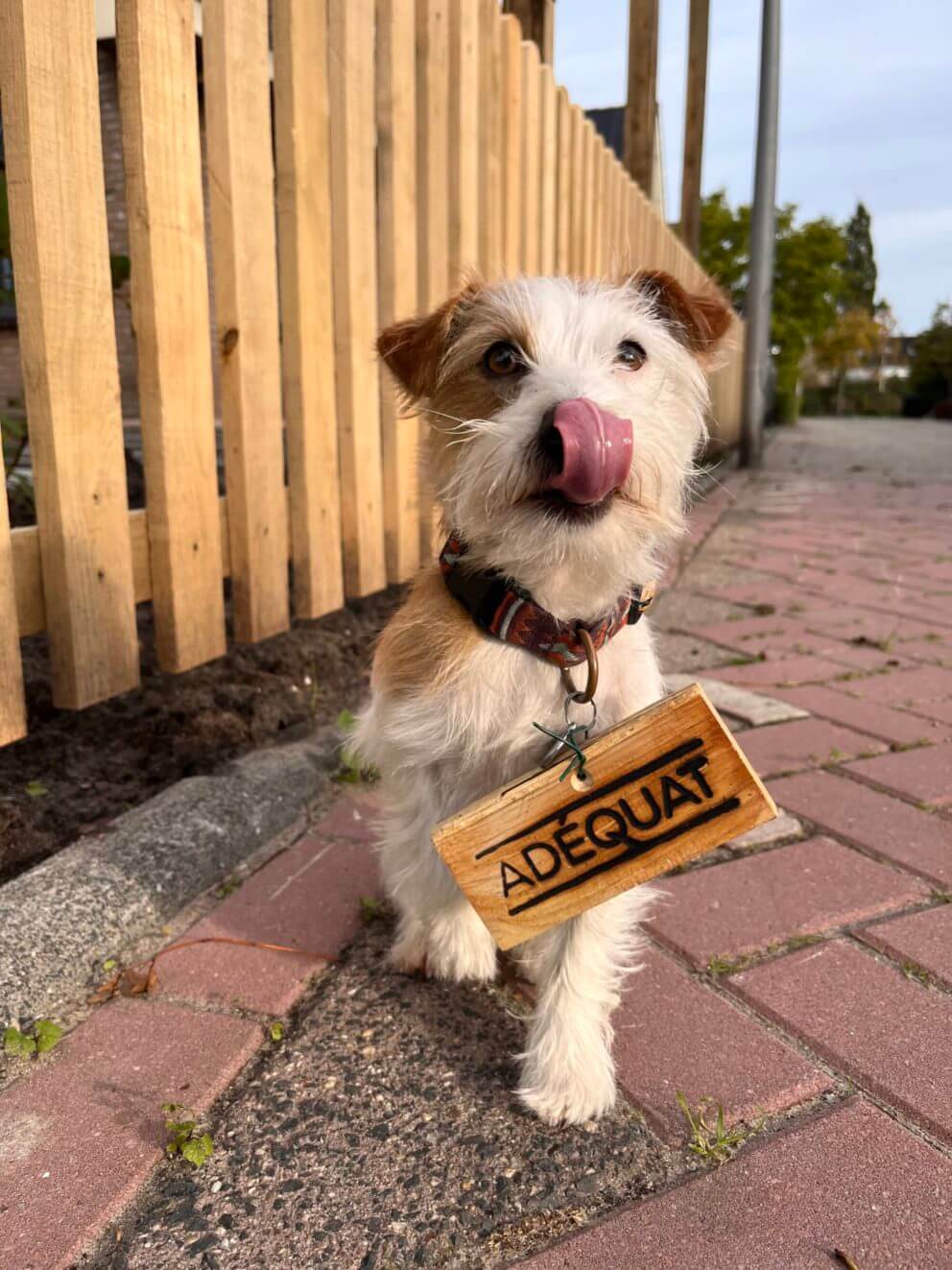 Hond Tomm met Adéquat logo bordje om zijn halsband
