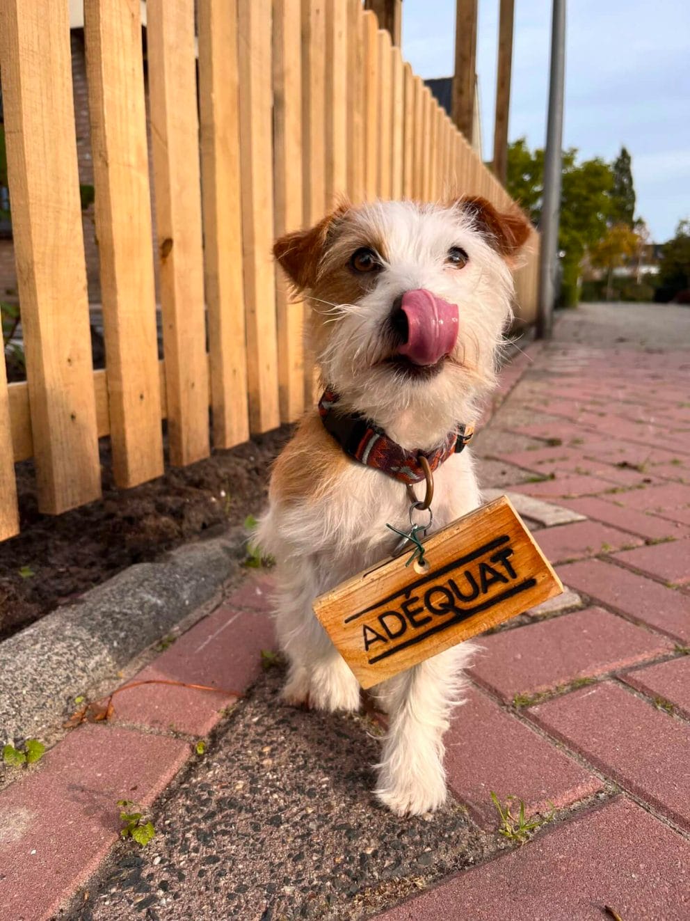 Hond Tomm met Adéquat logo bordje om zijn halsband