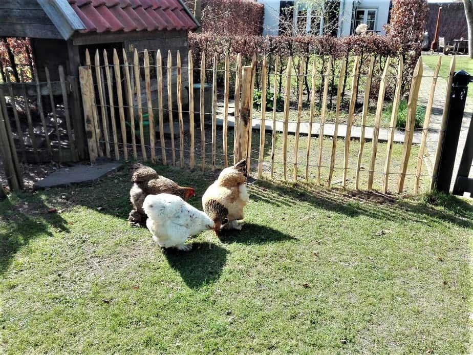 Hühnergehege: Zaun aus Kastanie